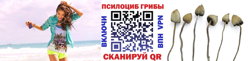 где можно купить   Ногинск  Псилоцибиновые грибы Psilocybine cubensis 